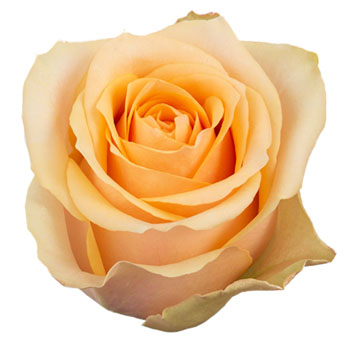 Close-up of Nectarine Peach Rose in full bloom, featuring warm peach and apricot petals.