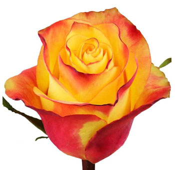 News Flash yellow bicolor roses dazzle with sunny warmth and bold flair, perfect for vibrant weddings and premium flower gifts.