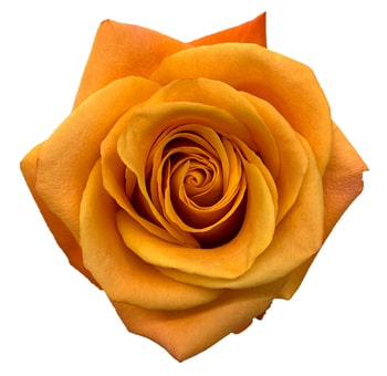 Close-up of Nexus Orange Rose in full bloom, featuring rich golden-orange petals.