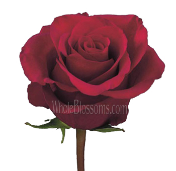 Night Fever Red Rose with velvety crimson petals and elegantly cupped blooms, ideal for weddings, romantic occasions, and premium floral arrangements.