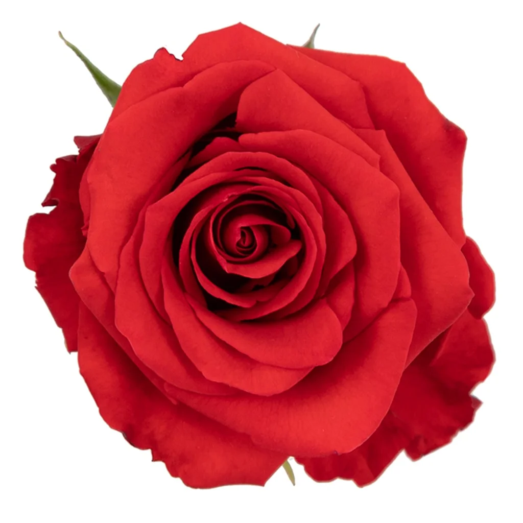 Nina Orange Roses with vibrant tangerine tones ideal for weddings, bulk floral arrangements, and premium event flower decorations.