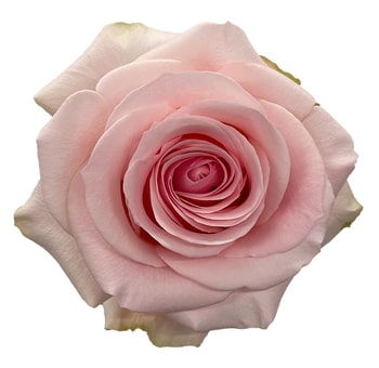 Close-up of Novia Light Pink Rose in full bloom, featuring soft pastel pink petals and a lush, full shape.