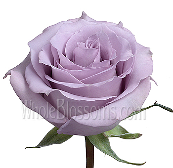 Dreamy Ocean Song lavender roses offer soft romance, ideal for weddings, luxury gifts, and upscale floral displays.