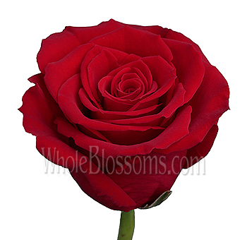 A single Opium Red Rose with vibrant crimson petals and a flawless bloom, perfect for luxurious floral arrangements and special events.