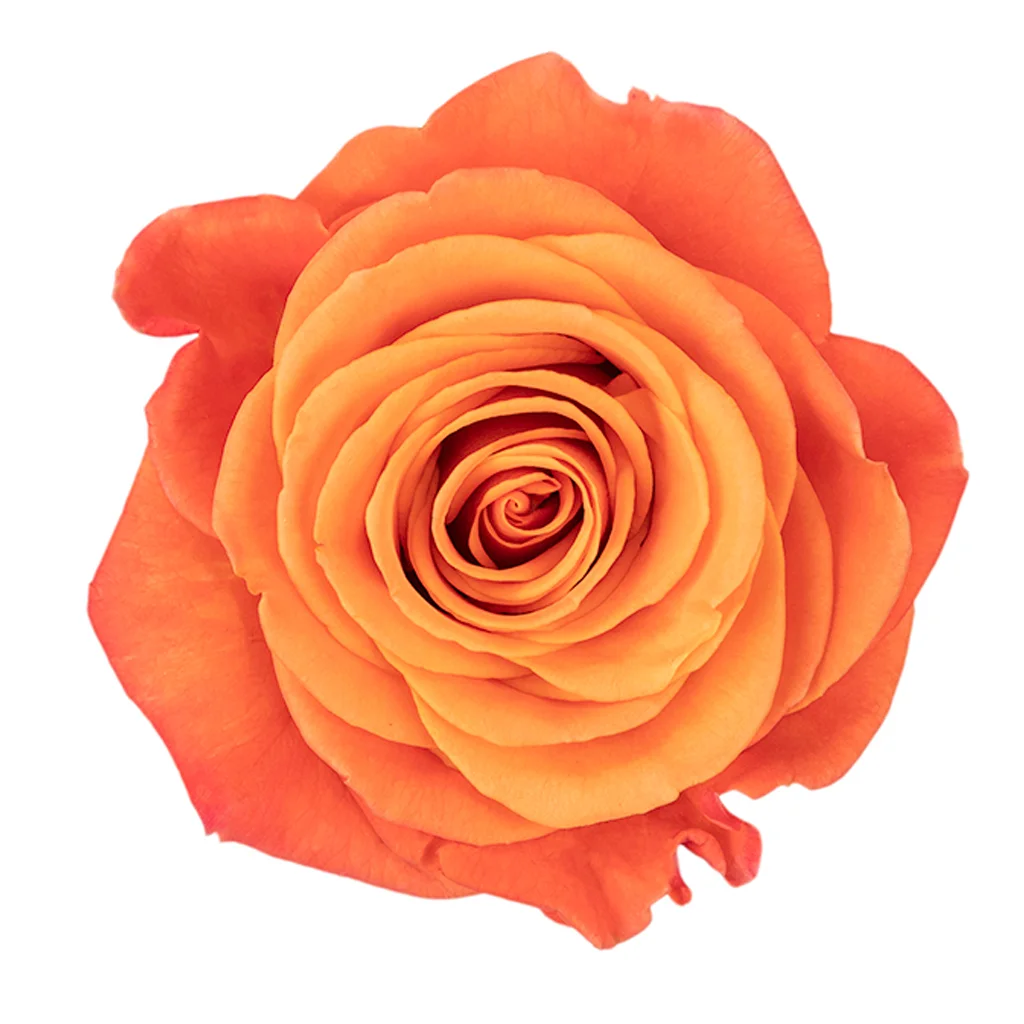 Orange Crush Roses in vibrant orange tones ideal for wholesale wedding flowers, bulk floral arrangements, and premium event centerpieces.