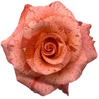 Bengala orange roses bring fiery elegance to weddings and gifts, ideal for autumn events and bold floral centerpieces.