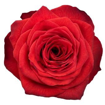 Bromo Orange Rose with vibrant red-orange velvety petals, perfect for fall celebrations, weddings, and dramatic floral arrangements.
