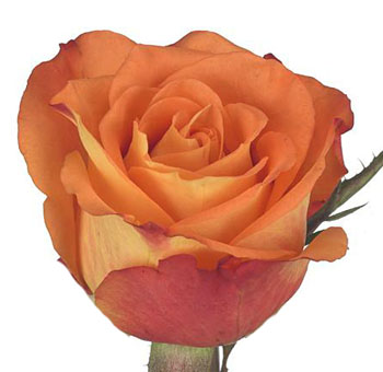 Careless Whisper orange roses evoke passion and elegance, perfect for statement wedding bouquets and event florals.