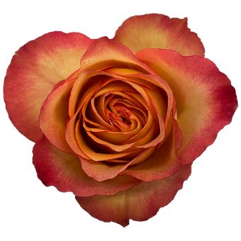 Chameleon orange roses shift in tone with bold elegance, ideal for dynamic wedding florals and premium flower gifts.