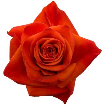 Hilux orange roses radiate vibrant warmth, ideal for festive weddings, sunset-themed events, and bold flower bouquets.