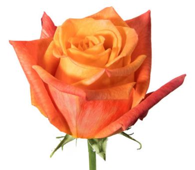 Sunset Glory orange roses capture golden hour beauty, ideal for romantic weddings, fall events, and premium floral styling.