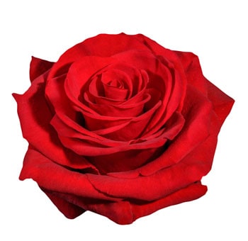 Red Cupido Biological Roses with bold crimson petals and velvety texture, perfect for romantic weddings, Valentine’s Day, and elegant floral designs.