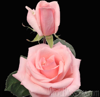 Pink Osiana roses with gentle curves, perfect for weddings, romantic events, and premium floral gifts.