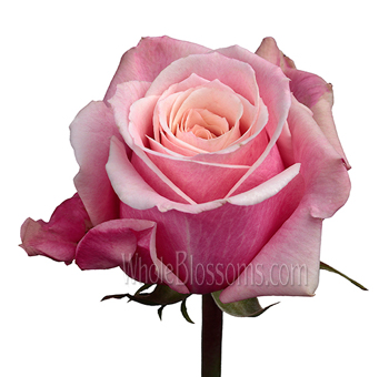 Panama bicolor pink roses with soft tones, ideal for weddings, bouquets, and elegant floral styling.