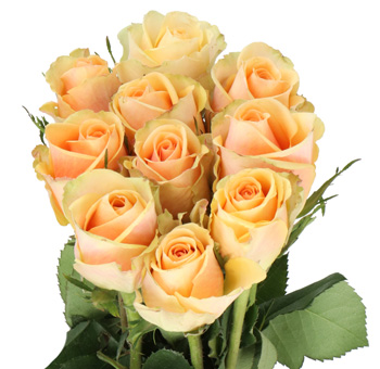 A bouquet of Alchemy Peach Roses showcasing their warm apricot hues.