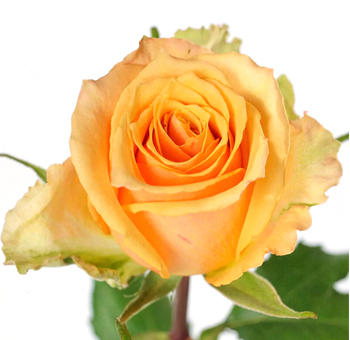 Alquimia Peach Rose in full bloom - premium fresh-cut rose with soft peach hues available in bulk for weddings and special events from Whole Blossoms.