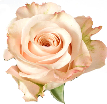 Spirit Peach Rose.
