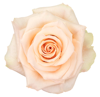 Wedding Bliss Peach Rose.