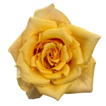 Close-up of a fully bloomed Dream In Peach Rose showcasing its ruffled petals.