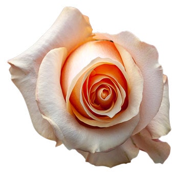Close-up of a Love Peach Rose, showcasing its spiral bloom formation.