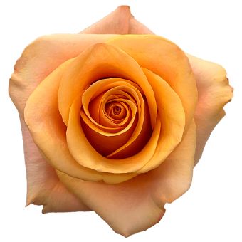 Close-up of a Serenade Peach Rose, highlighting its soft golden-peach hue and spiral bloom formation.