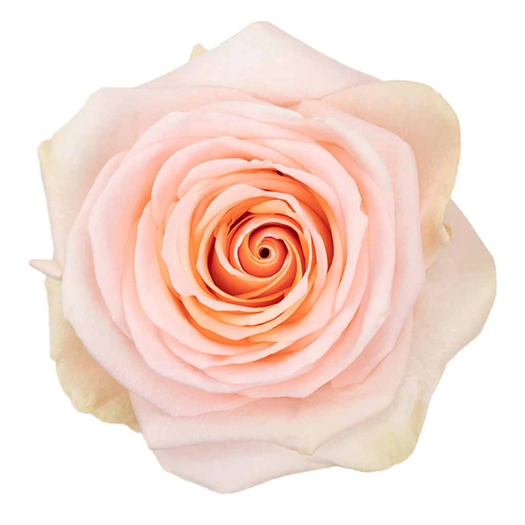 Peach Tiffany Rose with elegant soft petals, perfect for bulk wedding flowers and romantic floral arrangements.