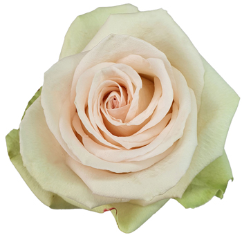 Close-up of a Perla Cream Rose with soft ivory petals and a blush-toned center.