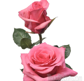 Close-up of a Perugia Hot Pink Rose with vibrant fuchsia petals.