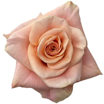 Close-up of a Phoenix Peach Rose with soft, velvety peach petals.