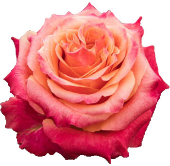 Close-up of a Martina Pink and Orange Rose with ombre petals.