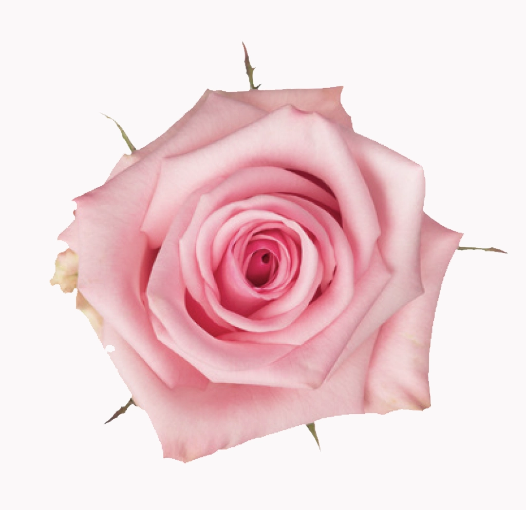 Buy Pink Candy roses wholesale in bulk for weddings and luxury events. Soft blush tones perfect for romantic arrangements and floral designers.
