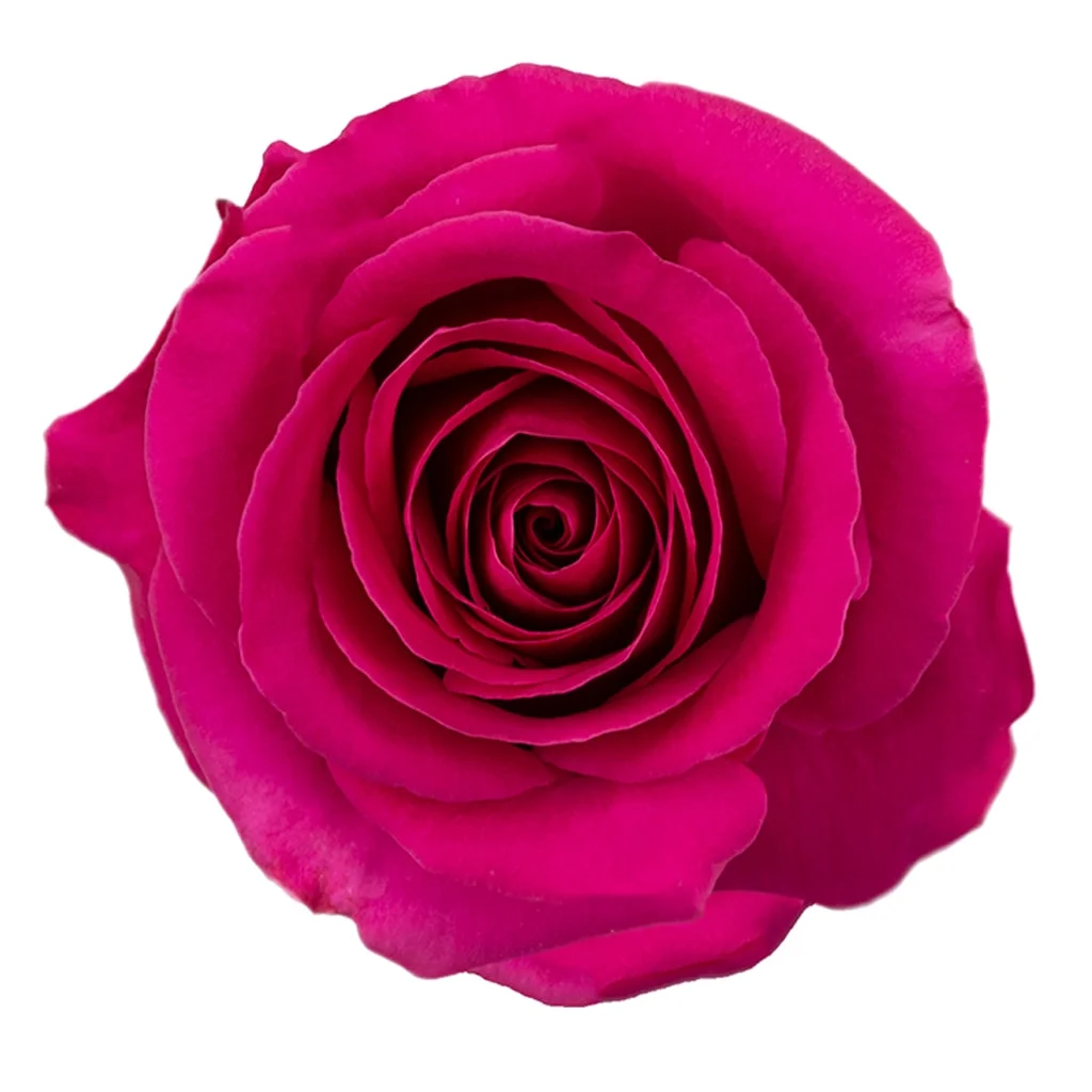 Pink Floyd Roses in vibrant hot pink shade, shipped fresh in bulk for weddings, centerpieces, and premium floral arrangements with long stems.