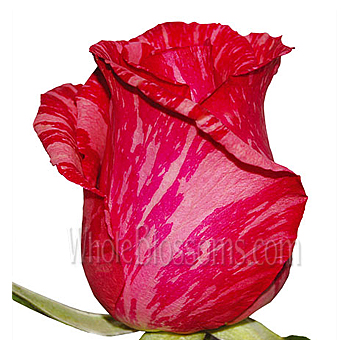 Close-up of a Pink Intuition Rose, showcasing its bold pink streaks on velvety petals.