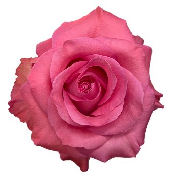 A close-up of a fully bloomed Pink Love Rose with vibrant pink petals.