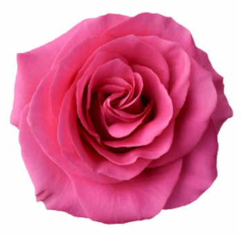 Close-up of a Dark Pink Martini Rose in full bloom, showcasing its velvety hot pink petals.