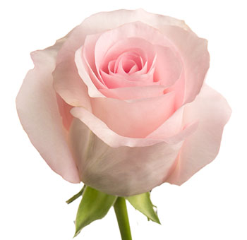 Close-up of Pink Porcelain Light Pink Rose in full bloom, showcasing soft blush petals with a delicate porcelain-like finish.