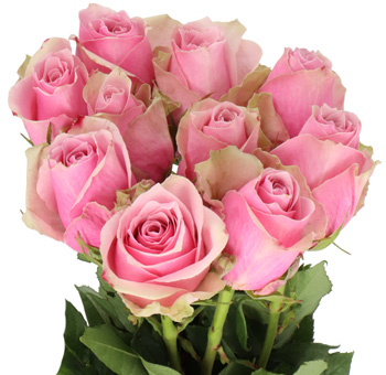 A bouquet of Athena Royale Pink Roses featuring dusty pink petals with green-tinted edges.