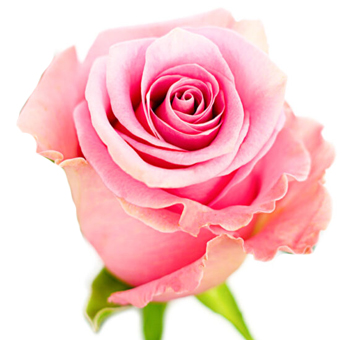 A close-up of a Famous Pink Rose, showcasing its vivid pink hue and delicate petal structure.