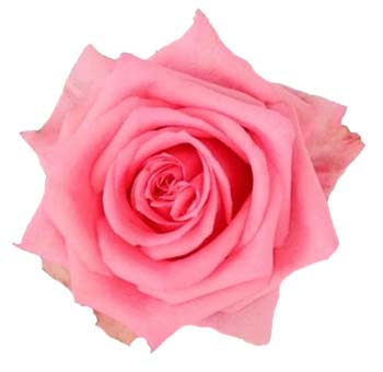 Opala pink roses exude refined romance, ideal for elegant bridal florals, anniversary gifts, or luxury wedding arrangements.