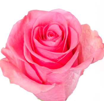 Tabatha Dark Pink Roses in bulk for weddings and events. Vibrant blooms ideal for bouquets, centerpieces, and stunning floral arrangements.