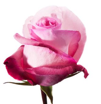 A close-up of the Vannia Rose, showcasing its two-tone pink petals.