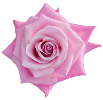A close-up of the Yoga Rose, showcasing its pastel pink petals in a unique star-shaped formation.