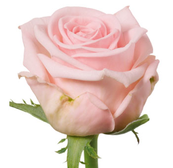 Close-up of New Aqua Light Pink Rose in full bloom, showcasing soft blush petals and a delicate cream edge.