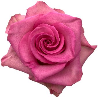 A vibrant Enjoy Pink Rose in full bloom, showcasing its rich pink hue and velvety petals. Bouquet Image: A lush a