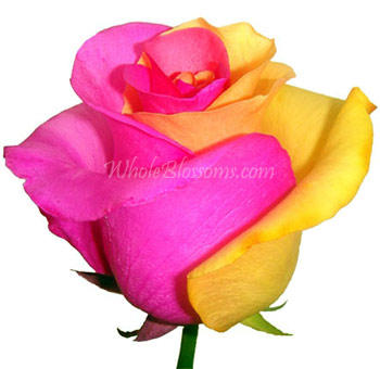 A vibrant Pink Yellow Rainbow Rose with striking pink and yellow petals.
