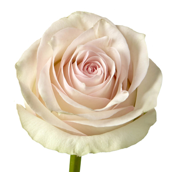 Close-up of Pomarosa Light Pink Rose in full bloom, featuring soft blush petals and a creamy ivory base.