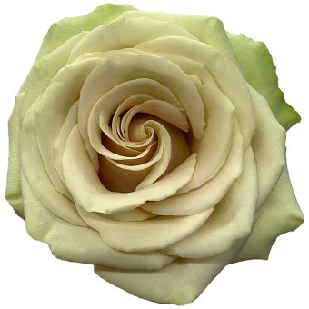 Pompeii sand-toned roses bring refined neutrality to beach weddings, minimalist décor, or elegant floral styling.