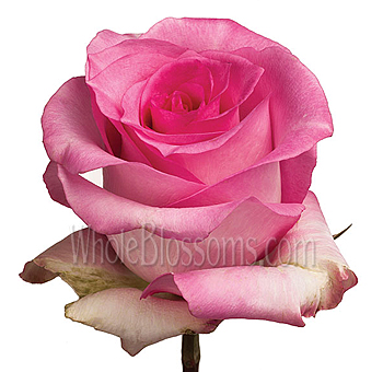 Close-up of Priceless Pink Roses with soft pink petals and elegant shape, perfect for romantic bouquets, weddings, or floral design accents.