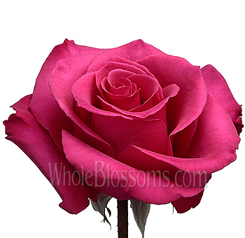 Close-up of a single hot pink rose in full bloom, showcasing its detailed petals.
