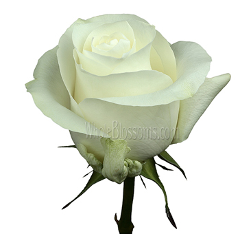 A pristine Proud White Rose in full bloom with high-centered petals and smooth white layers, ideal for wedding and event floral work.